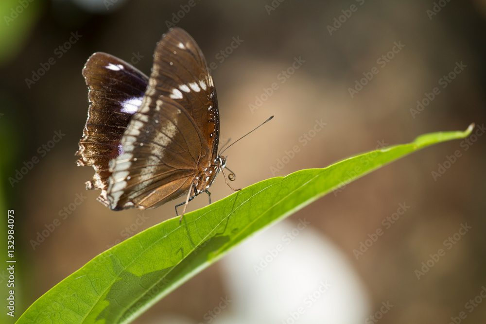 butterfly on a green tree in neture background butterfly on a green tree in neture background