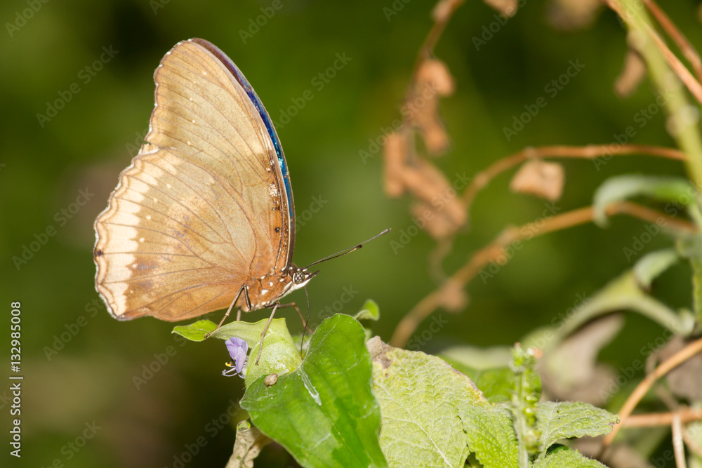 butterfly on a green tree in neture background butterfly on a green tree in neture background