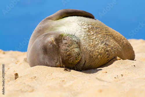 Hawaiian Monk Seal, Kauai