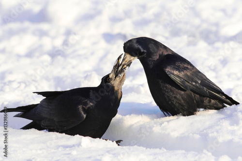 Rook on snow Corvus frugilegus photo