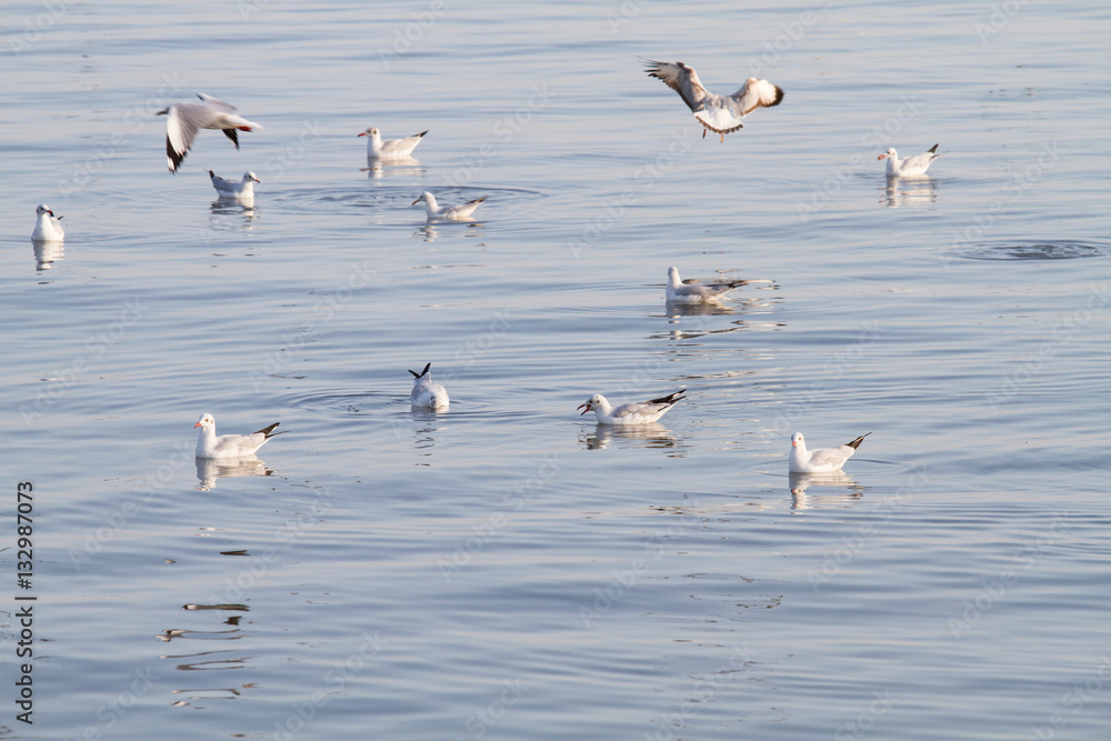 Group of seagulls floating on the sea