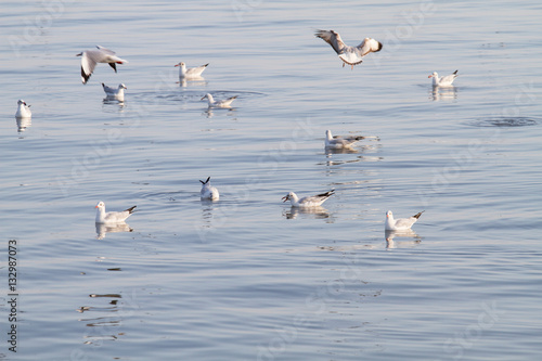 Group of seagulls floating on the sea © topgunza
