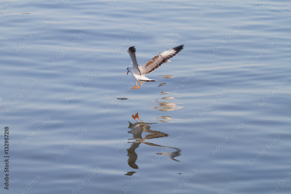 white seagull flying on a background of blue sea white seagull flying on a background of blue sea