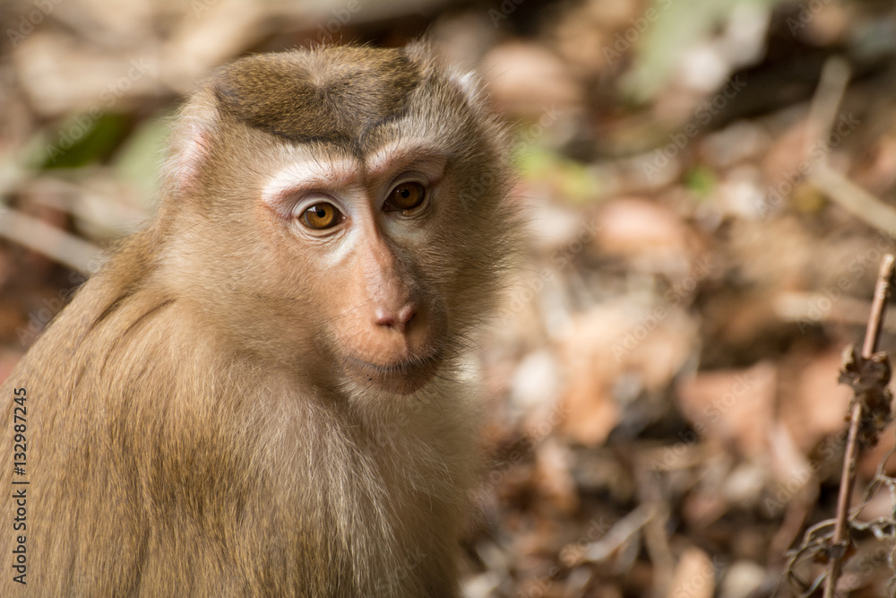 Obraz premium Monkey portrait