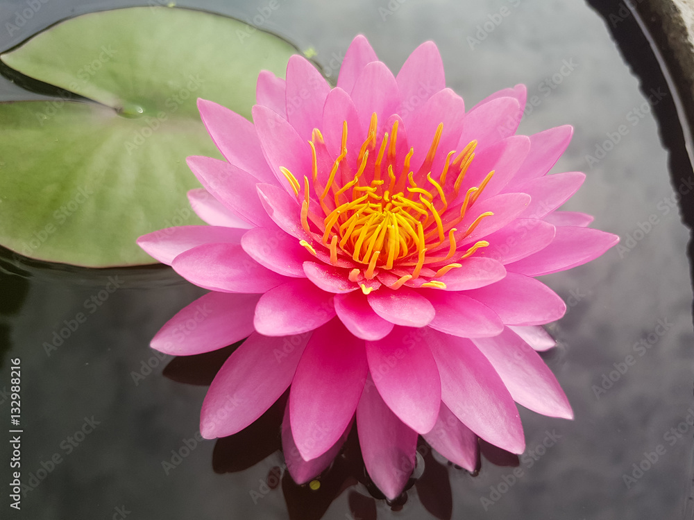 Beautiful blooming of pink lotus flower or water lily Beautiful blooming of pink lotus flower or water lily