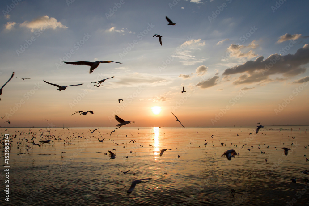 nature background in sunset time with Seagulls flying