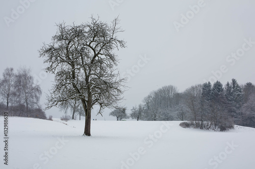Wald im tiefen Winter mit Schnee © UrbanExplorer