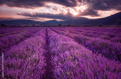 Lavender fields. Beautiful image of lavender field. Summer sunset landscape  contrasting colors. Dark clouds  dramatic sunset.
