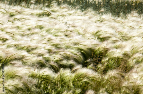 feather grass, mat grass photo