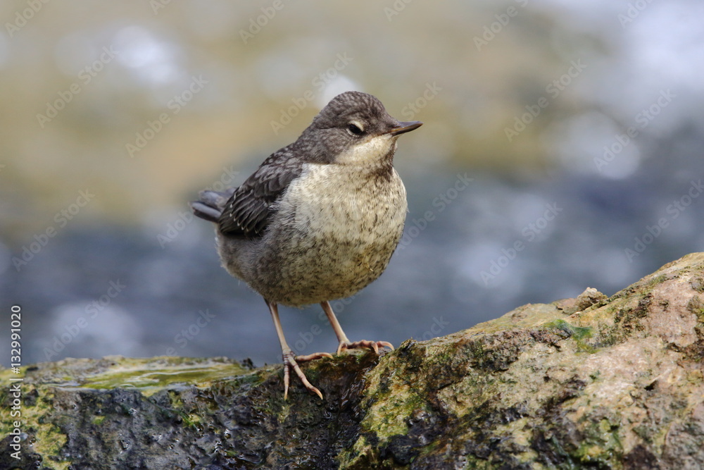 Wasseramsel Wasseramsel