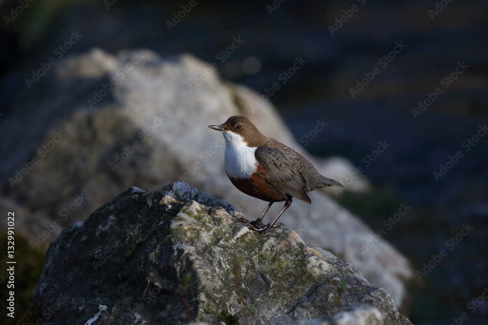 Wasseramsel Wasseramsel
