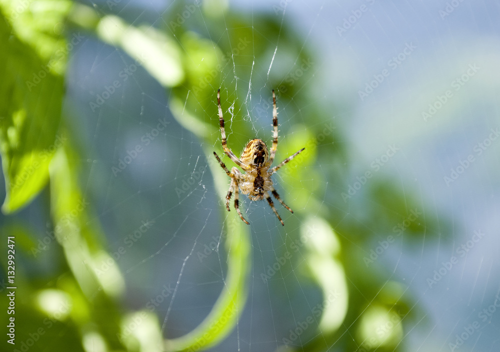 Kreuzspinne im Spinnennetz auf Beutefang, Araneus diadematus Kreuzspinne im Spinnennetz auf Beutefang, Araneus diadematus