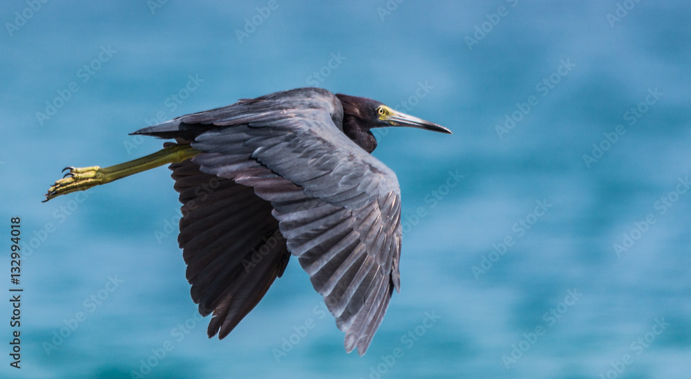 Obraz premium Garza Azul