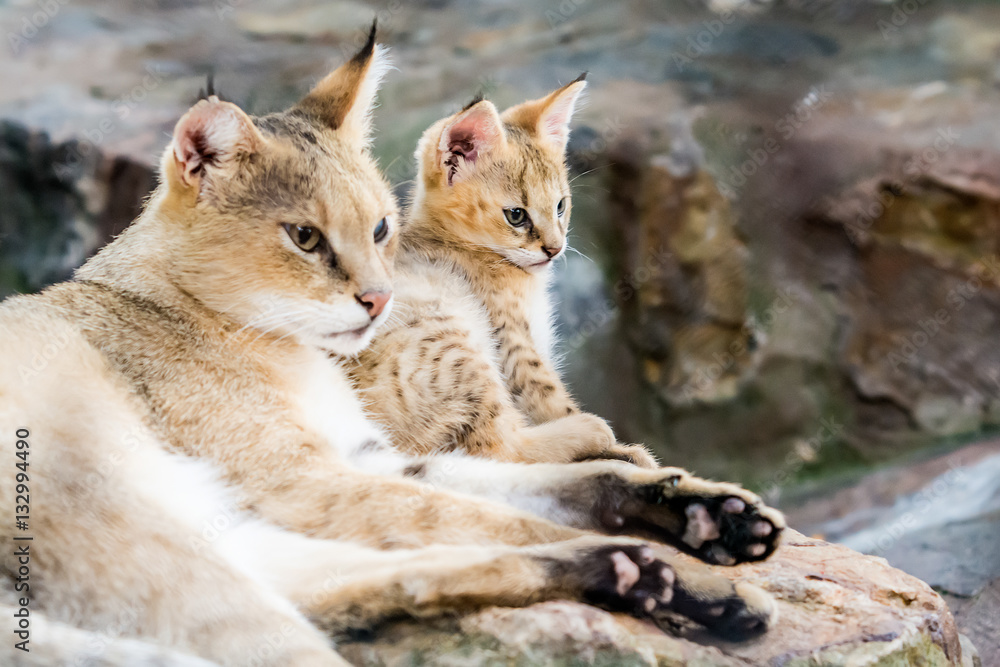 Naklejka premium Mom and cub lynx in zoo