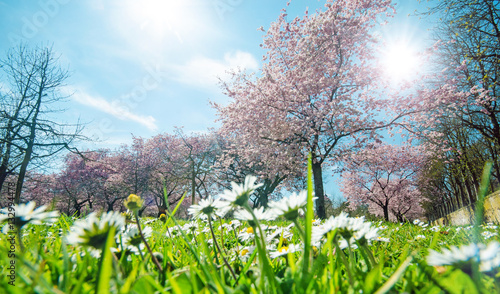 Frühling, Glück, Freude: Gänseblümchen vor Japanischen Kirschblüten :)