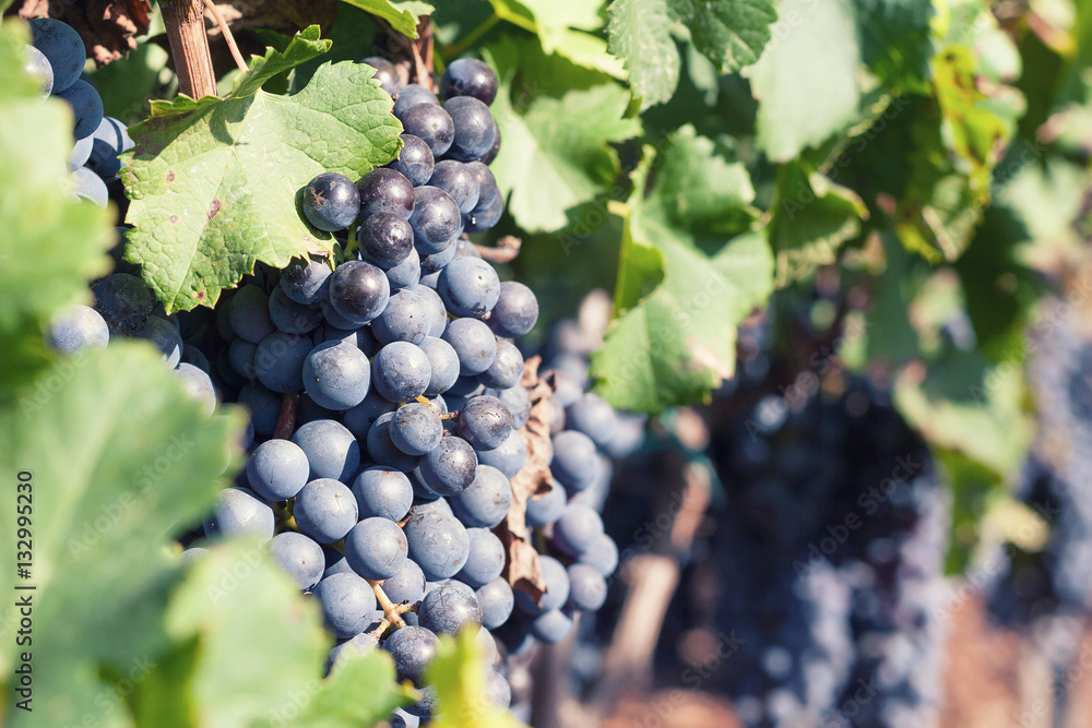 Vineyard. Ripe grapes before harvest in fall