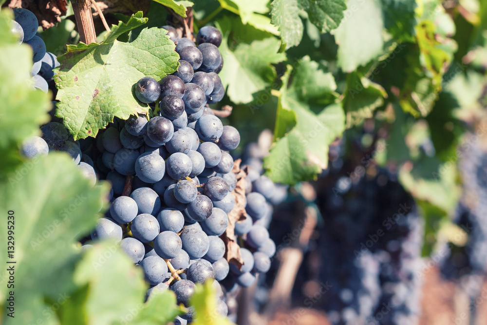 Fototapeta premium Vineyard. Ripe grapes before harvest in fall