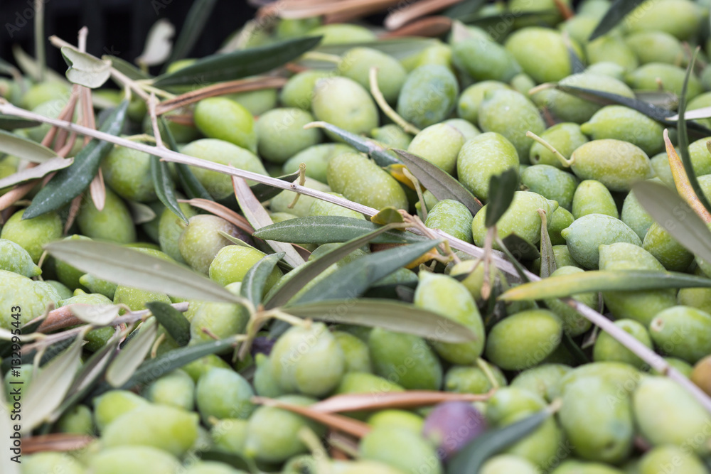 Ripe green olives collected in box at harvest Ripe green olives collected in box at harvest