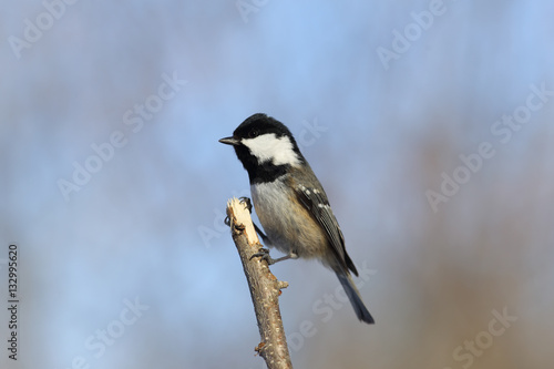 Coal tit standing on the vertical branch