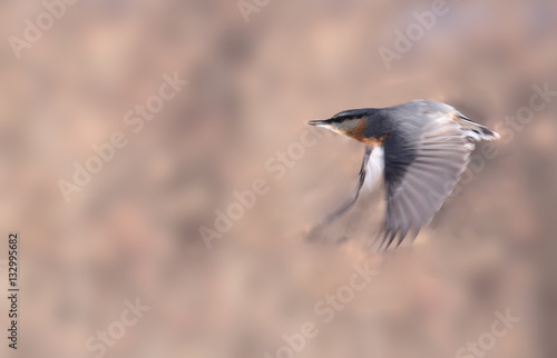 Flying nuthatch on blurred brown background © chermit