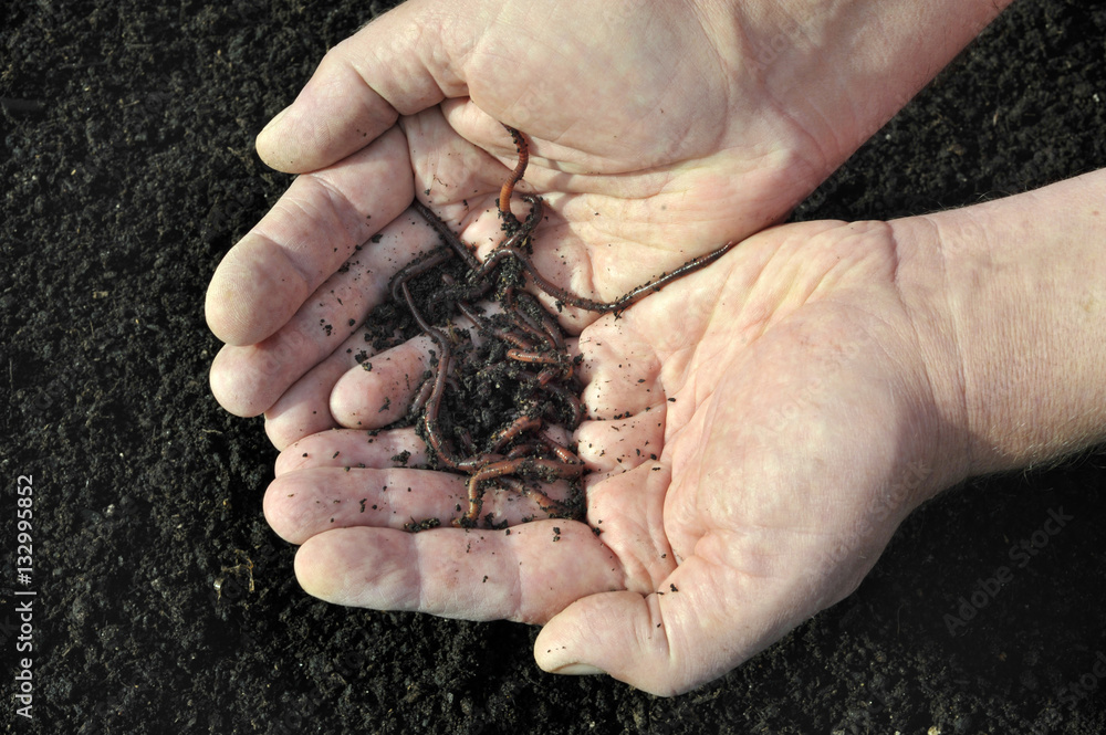Worms