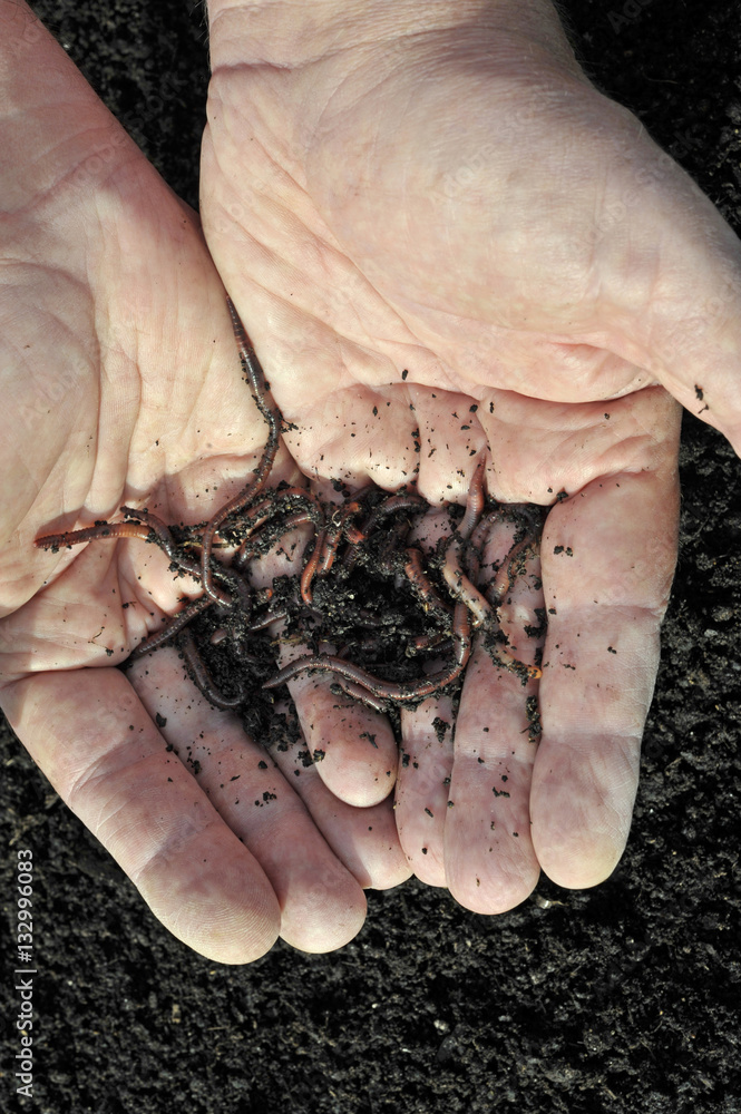 Worms