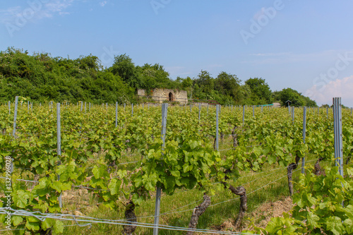Obraz na płótnie Weinberge Guntersblum Weinlehrpfad