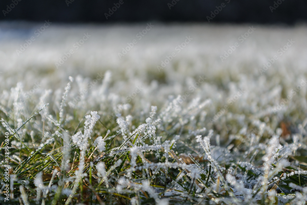 Eiskristalle auf Grashalmen - Nahaufnahme