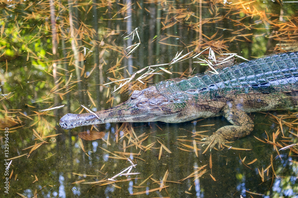 Awesome Gharial (Gavialis gangeticus), also knows as the gavial. Awesome Gharial (Gavialis gangeticus), also knows as the gavial.