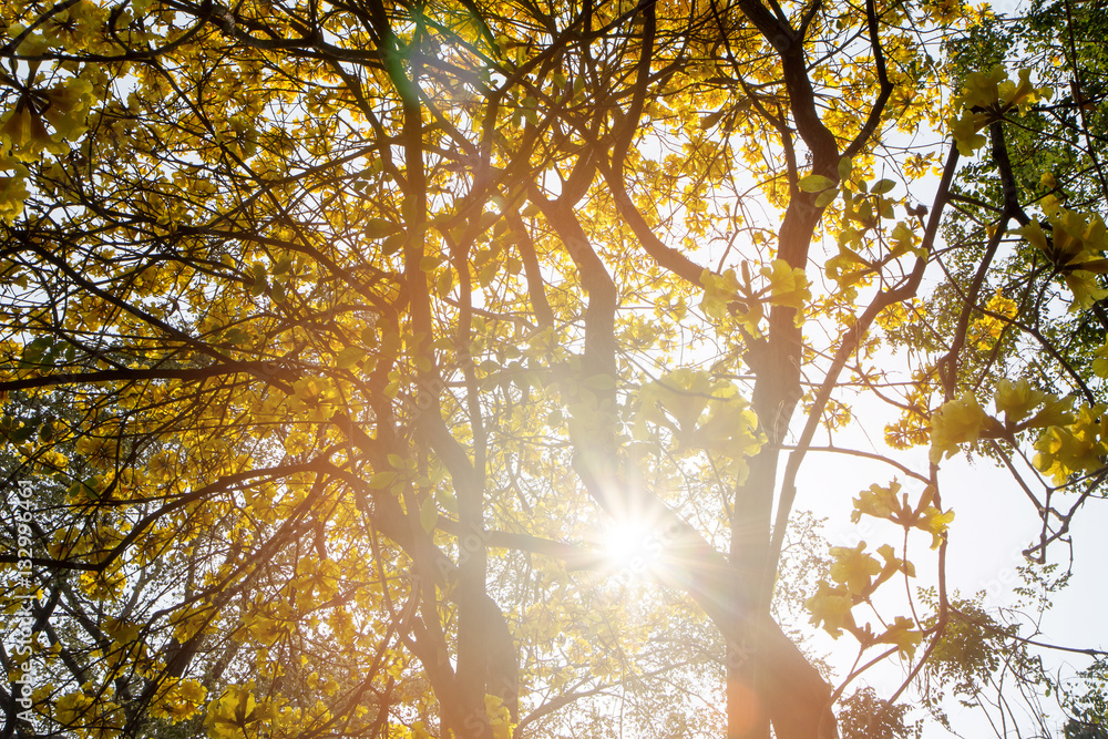 Obraz premium The canopy of tall trees framing a clear blue sky, with the sun shining through