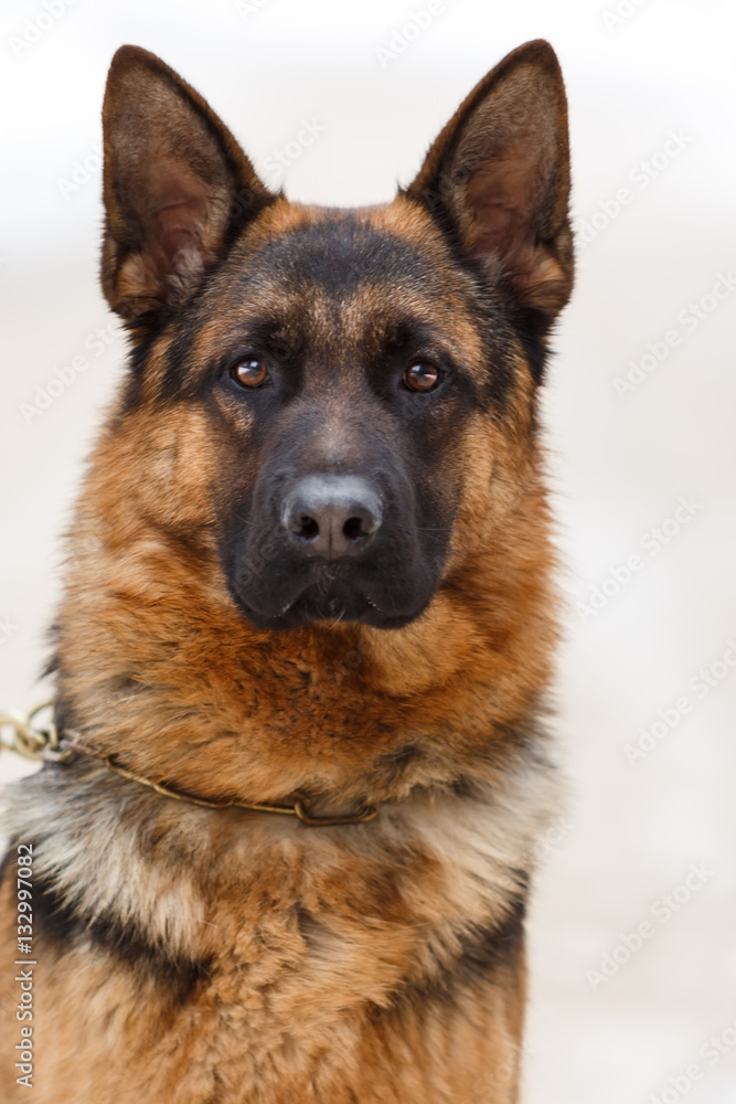 A closeup of a head of a German Shepherd dog