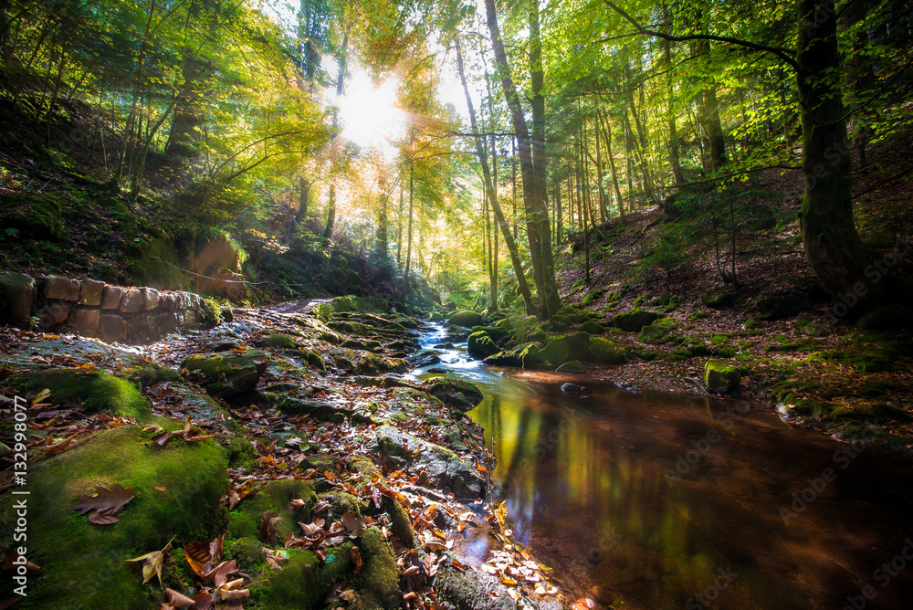 Obraz premium Paradies Schwarzwald