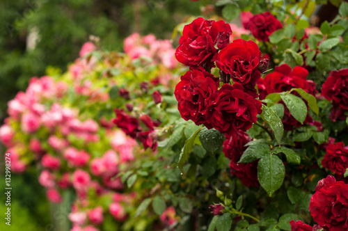 Red roses with buds on a background of a green bush. Red roses after rain. 