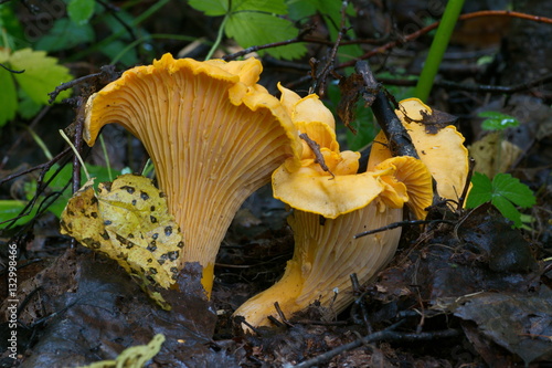 A pair of golden chanterelle edible mushrooms (Cantharellus cibarisu) growing in the forest among grass and leaves