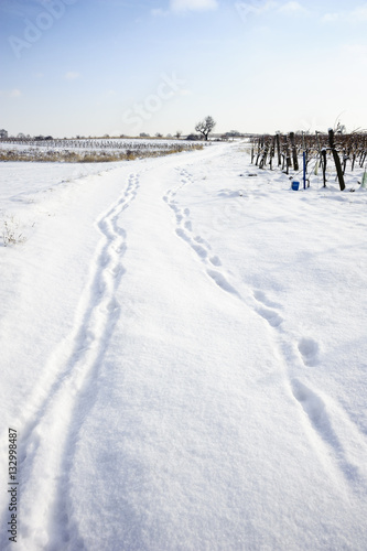 Spuren im Neuschnee zwischen den Weingärten © Ewald Fröch