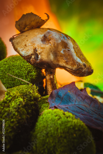 dark mushrooms on green moss with a wet hat © ruslan1117