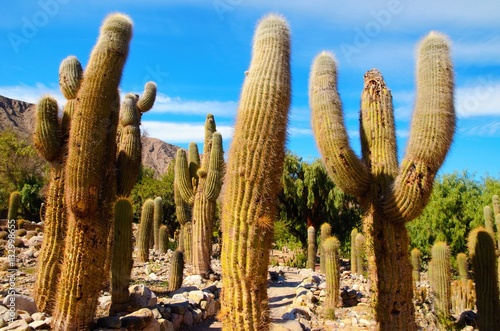 Close up a huge cacti in the area of Jujuy close to Tilcara in Argentina, South America