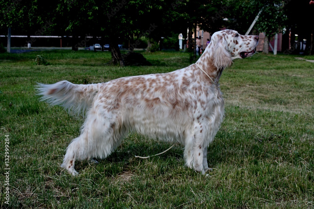 English setter stacking free, white big dog of hunting breed with long hair  and brown spots on green grass background Stock Photo | Adobe Stock