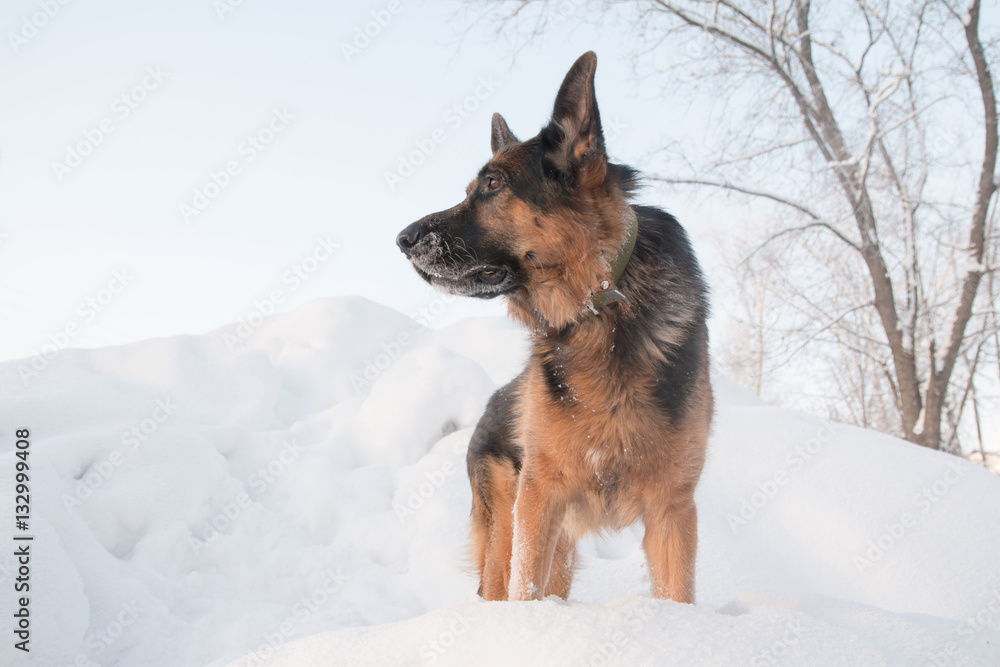 Dog german shepherd on snow