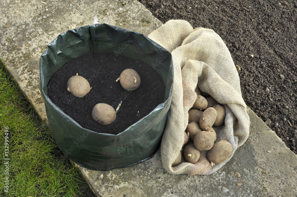 Potatoes