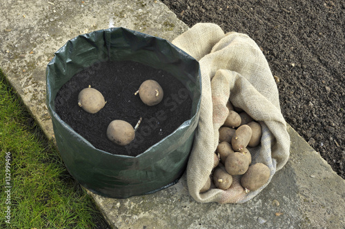 Obraz na płótnie Potatoes w salonie