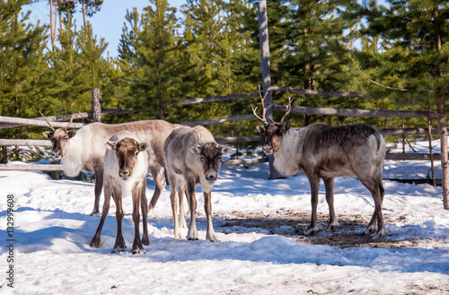 Reindeer with big horns in the park during winter period