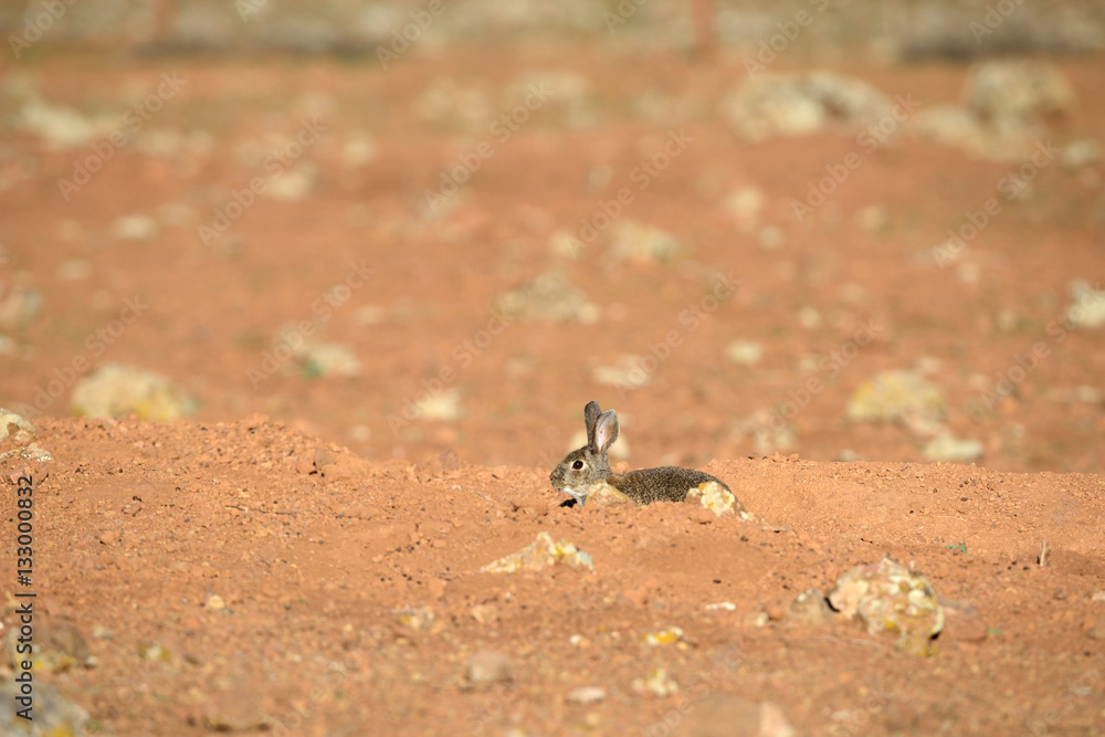 Rabbit in the field. Rabbit in the field.