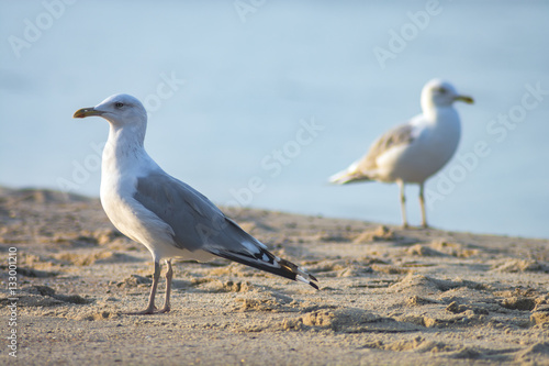 Two seagulls on a beach