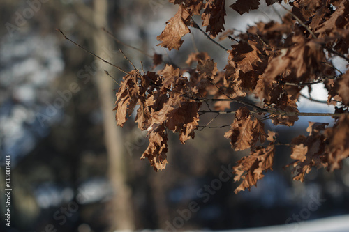 Foto wizened leaves of oak