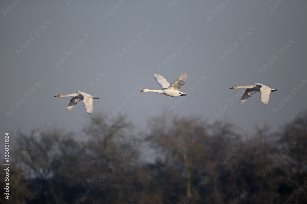 Bewicks swan, Cygnus columbianus bewickii Bewicks swan, Cygnus columbianus bewickii