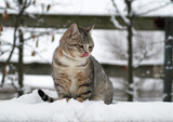 Young grey tabby cat in snow