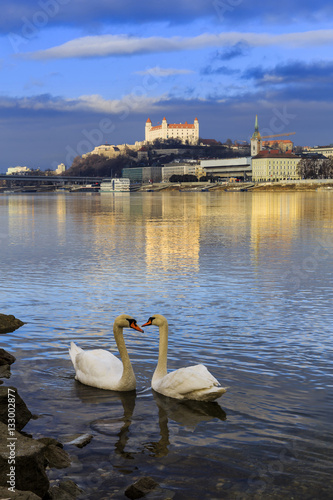Swan couple lovers on Danube river, Bratislava castle and st. Ma