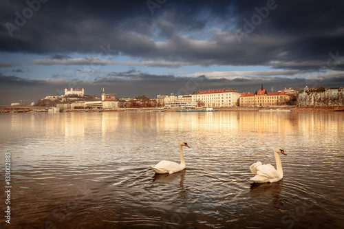 Swan couple lovers on Danube river, Bratislava castle and st. Ma