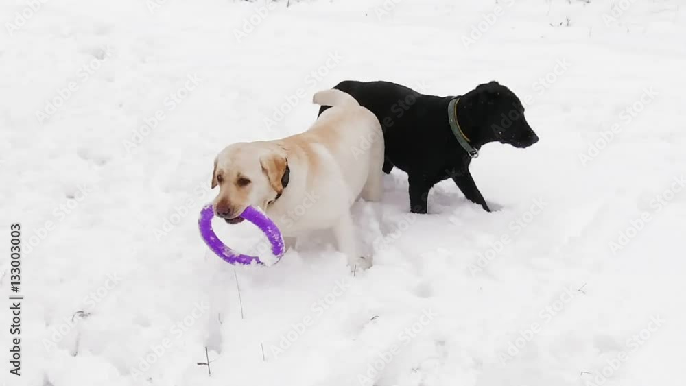 Two labrador dogs playing together in slow motion Two labrador dogs playing together in slow motion